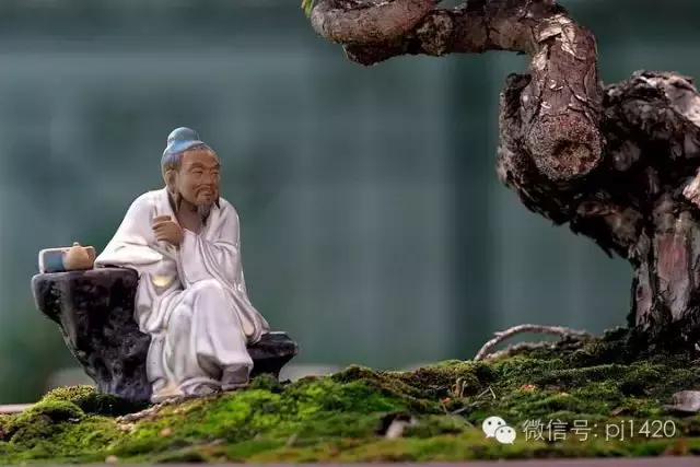 玩盆景居然能讓人長壽……