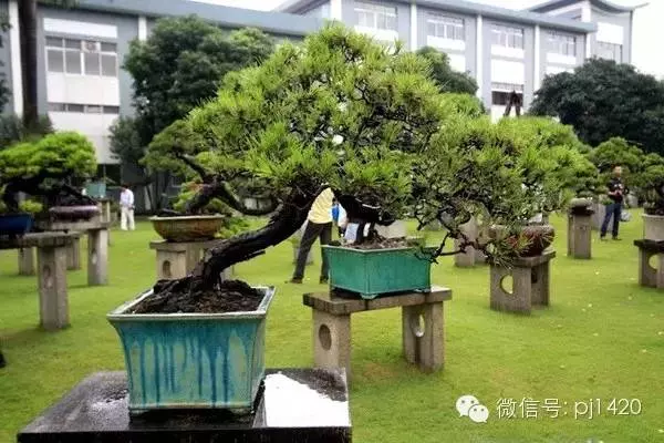 玩盆景居然能讓人長壽……
