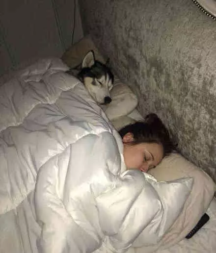 男主人半夜回到家,看到狗狗和女主人的睡姿,氣得他非要打狗狗一頓,笑噴網友