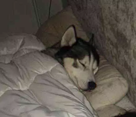 男主人半夜回到家,看到狗狗和女主人的睡姿,氣得他非要打狗狗一頓,笑噴網友