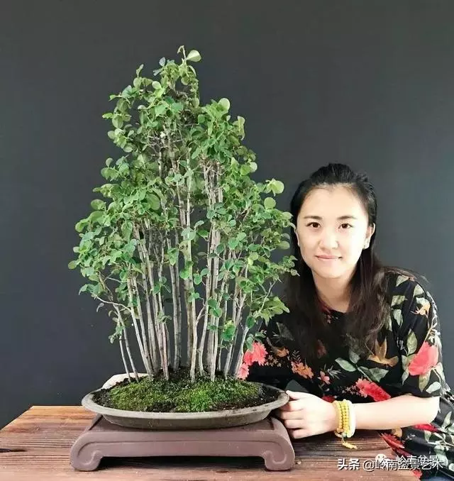 甜妹子史詩:盆景讓我的人生多了一分快樂和感動!