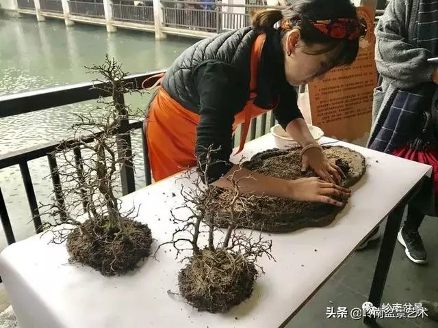甜妹子史詩:盆景讓我的人生多了一分快樂和感動!