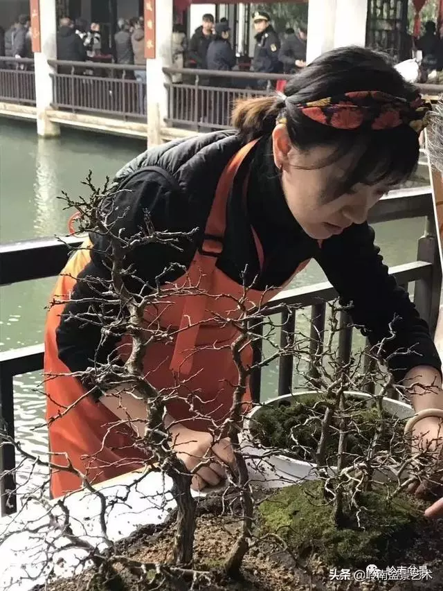 甜妹子史詩:盆景讓我的人生多了一分快樂和感動!