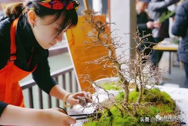 甜妹子史詩:盆景讓我的人生多了一分快樂和感動!