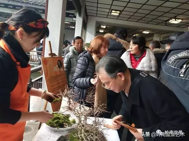 甜妹子史詩:盆景讓我的人生多了一分快樂和感動!