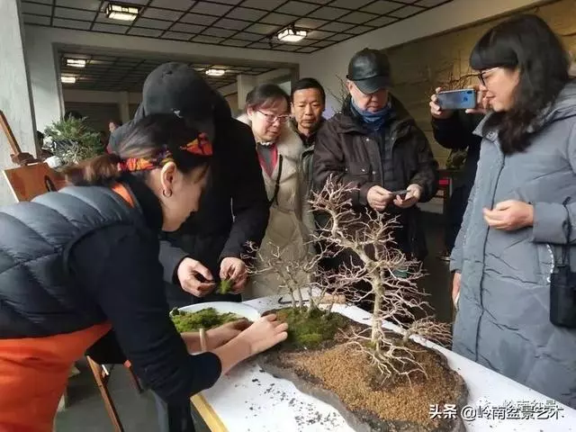 甜妹子史詩:盆景讓我的人生多了一分快樂和感動!