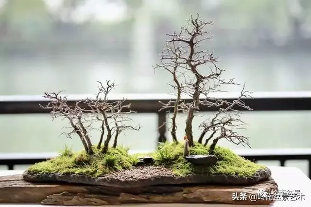 甜妹子史詩:盆景讓我的人生多了一分快樂和感動!