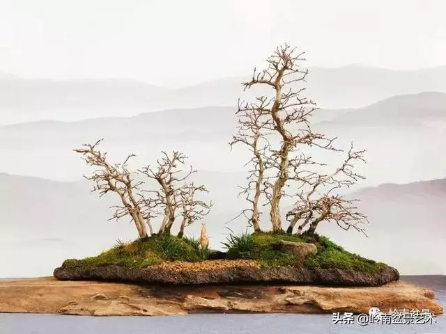 甜妹子史詩:盆景讓我的人生多了一分快樂和感動!