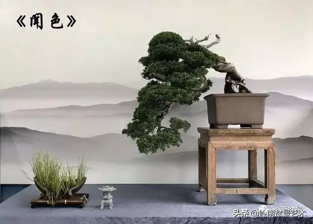 甜妹子史詩:盆景讓我的人生多了一分快樂和感動!