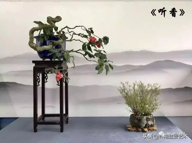 甜妹子史詩:盆景讓我的人生多了一分快樂和感動!