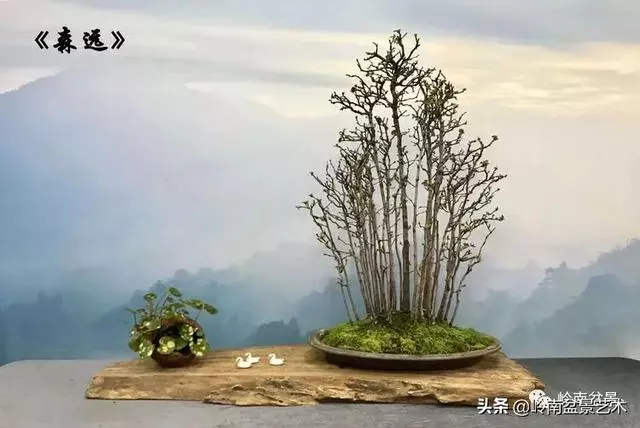 甜妹子史詩:盆景讓我的人生多了一分快樂和感動!