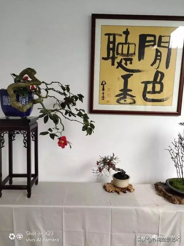 甜妹子史詩:盆景讓我的人生多了一分快樂和感動!