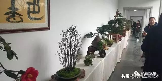 甜妹子史詩:盆景讓我的人生多了一分快樂和感動!