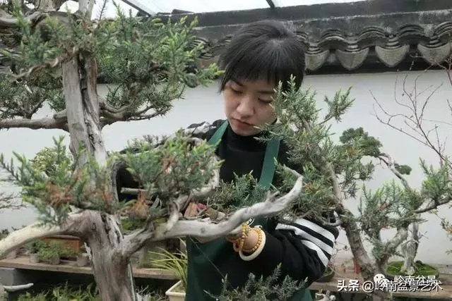 甜妹子史詩:盆景讓我的人生多了一分快樂和感動!