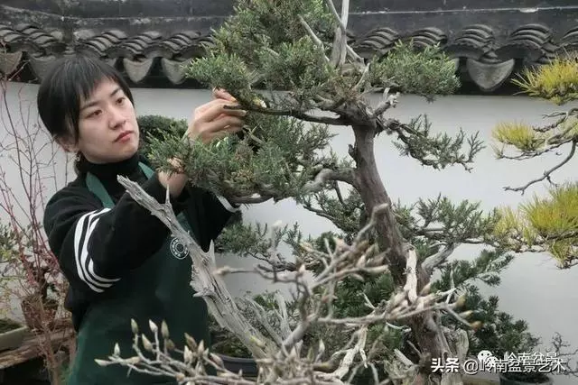 甜妹子史詩:盆景讓我的人生多了一分快樂和感動!