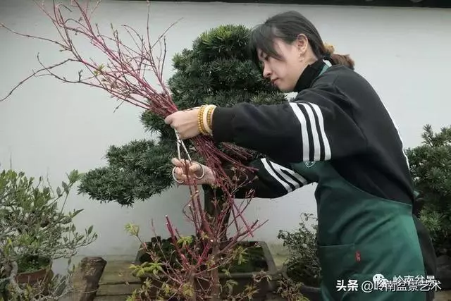 甜妹子史詩:盆景讓我的人生多了一分快樂和感動!
