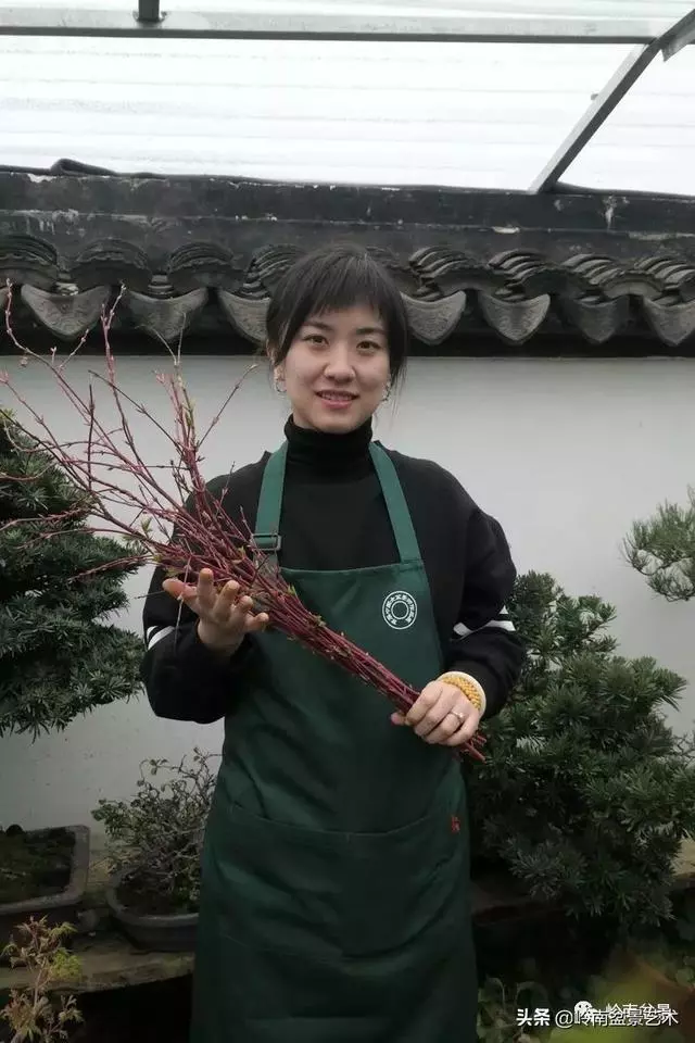 甜妹子史詩:盆景讓我的人生多了一分快樂和感動!