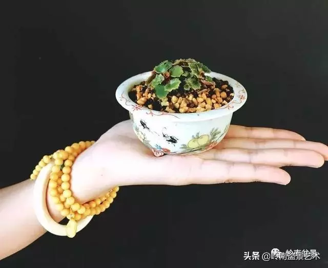 甜妹子史詩:盆景讓我的人生多了一分快樂和感動!