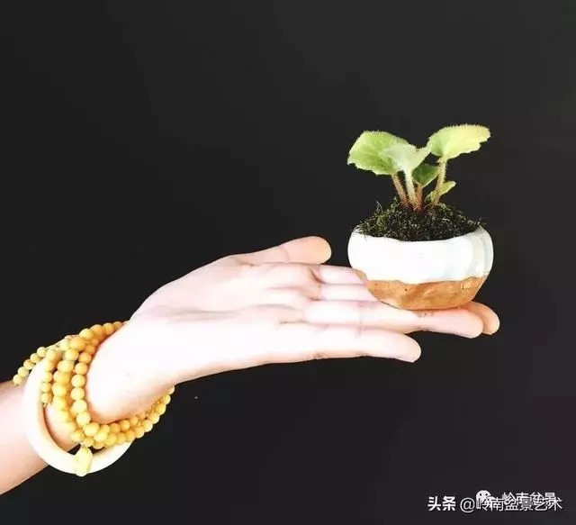 甜妹子史詩:盆景讓我的人生多了一分快樂和感動!