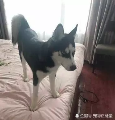 主人出門上班忘添狗糧,中途想起來忐忑不安,趕回家一看為時已晚