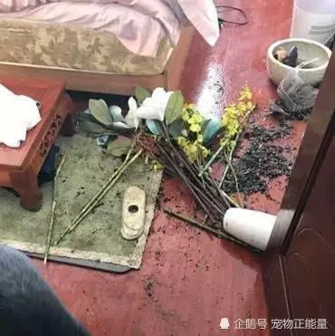 主人出門上班忘添狗糧,中途想起來忐忑不安,趕回家一看為時已晚