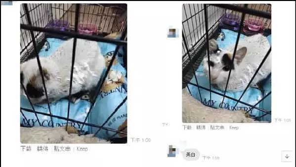 男子拿乳液噴貓、淋熱水!被肉搜後,媽出面道歉:他是弱智求放過