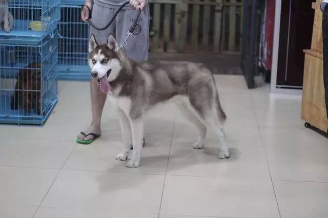 誰說哈士奇不能成為警犬的?在寒冷天氣下,二哈才是合格軍犬