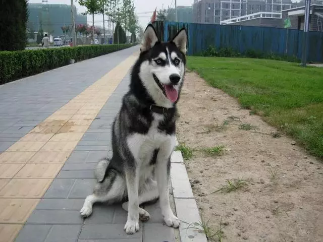誰說哈士奇不能成為警犬的?在寒冷天氣下,二哈才是合格軍犬