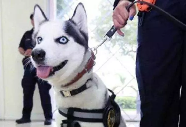 誰說哈士奇不能成為警犬的?在寒冷天氣下,二哈才是合格軍犬