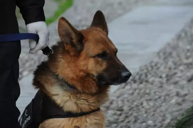 誰說哈士奇不能成為警犬的?在寒冷天氣下,二哈才是合格軍犬