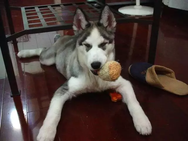 誰說哈士奇不能成為警犬的?在寒冷天氣下,二哈才是合格軍犬