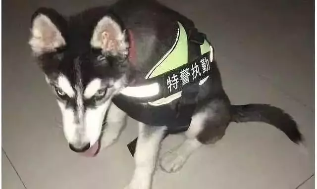 誰說哈士奇不能成為警犬的?在寒冷天氣下,二哈才是合格軍犬
