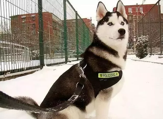 誰說哈士奇不能成為警犬的?在寒冷天氣下,二哈才是合格軍犬