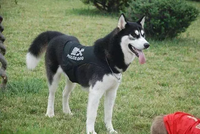誰說哈士奇不能成為警犬的?在寒冷天氣下,二哈才是合格軍犬