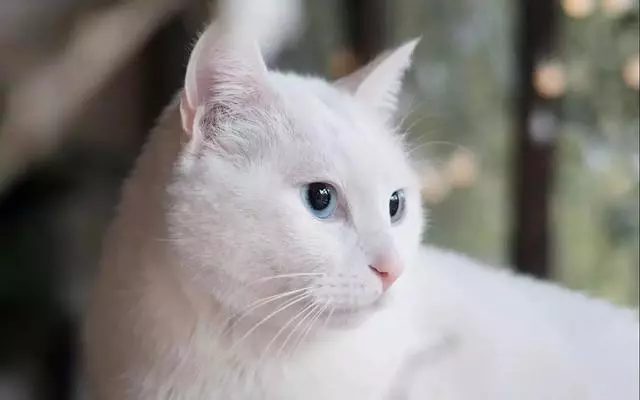 貓咪並非薄情寡義之徒,能在兩年後認出恩人,全靠這四種辨認方式