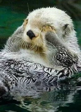 海獺總愛用爪子捂住眼睛,可愛舉動背後的冷知識,原是為了取暖!