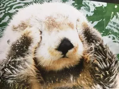 海獺總愛用爪子捂住眼睛,可愛舉動背後的冷知識,原是為了取暖!