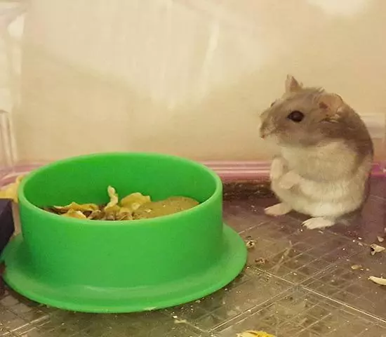 紫倉拒吃高價鼠糧,從小挑食愁壞主人,明白4點原因才能糾正