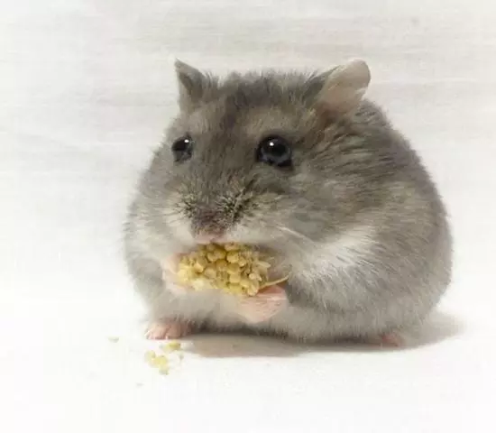 紫倉拒吃高價鼠糧,從小挑食愁壞主人,明白4點原因才能糾正
