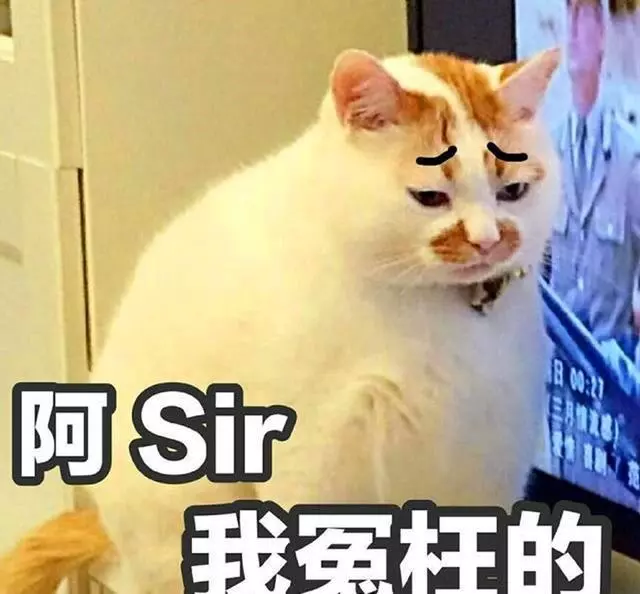 三花貓陪主人爬山鍛鍊七年,身材卻日漸圓潤,只因半路有人喂貓!