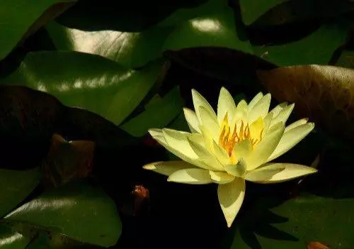 3月10日起缺錢來錢,悶聲發大財中大獎,收入豐厚的5大生肖!
