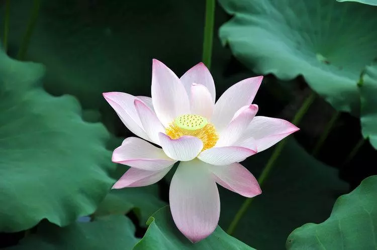 3月10日起缺錢來錢,悶聲發大財中大獎,收入豐厚的5大生肖!
