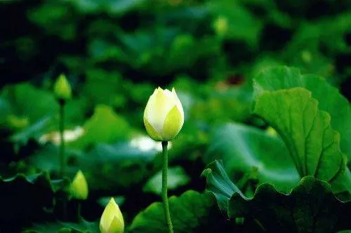 3月10日起缺錢來錢,悶聲發大財中大獎,收入豐厚的5大生肖!