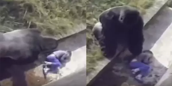 大英雄竟是牠!小朋友不小心「掉進黑猩猩園」以為完蛋了,但銀背猩猩「異常舉動」人們為了牠立雕紀念!
