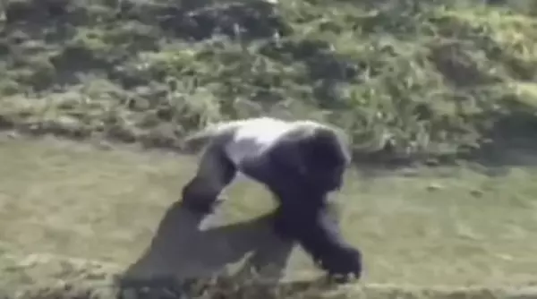 大英雄竟是牠!小朋友不小心「掉進黑猩猩園」以為完蛋了,但銀背猩猩「異常舉動」人們為了牠立雕紀念!