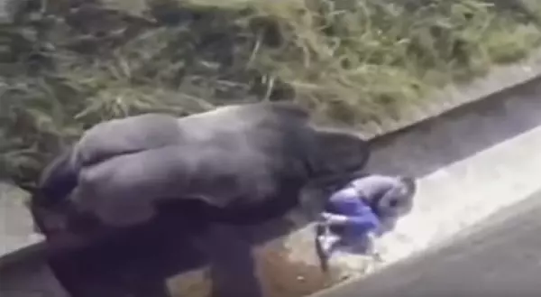大英雄竟是牠!小朋友不小心「掉進黑猩猩園」以為完蛋了,但銀背猩猩「異常舉動」人們為了牠立雕紀念!