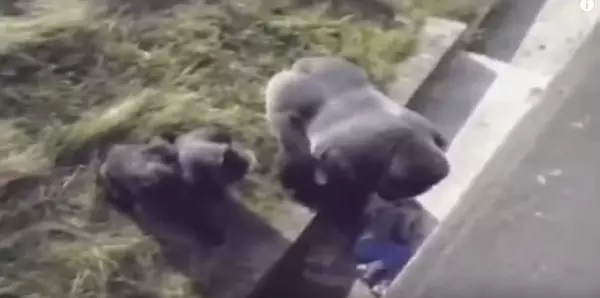 大英雄竟是牠!小朋友不小心「掉進黑猩猩園」以為完蛋了,但銀背猩猩「異常舉動」人們為了牠立雕紀念!