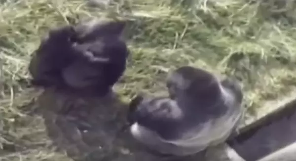 大英雄竟是牠!小朋友不小心「掉進黑猩猩園」以為完蛋了,但銀背猩猩「異常舉動」人們為了牠立雕紀念!