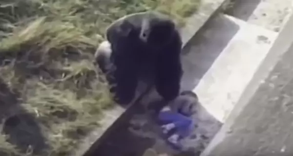 大英雄竟是牠!小朋友不小心「掉進黑猩猩園」以為完蛋了,但銀背猩猩「異常舉動」人們為了牠立雕紀念!