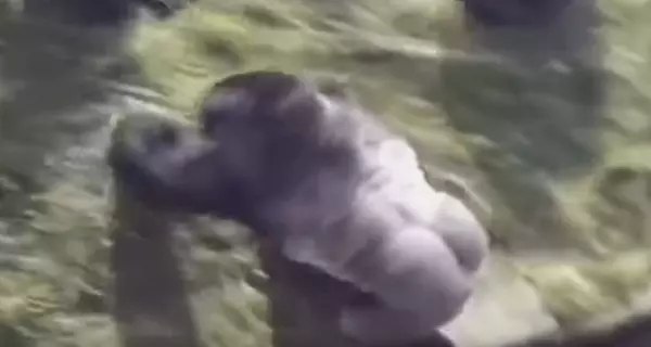 大英雄竟是牠!小朋友不小心「掉進黑猩猩園」以為完蛋了,但銀背猩猩「異常舉動」人們為了牠立雕紀念!